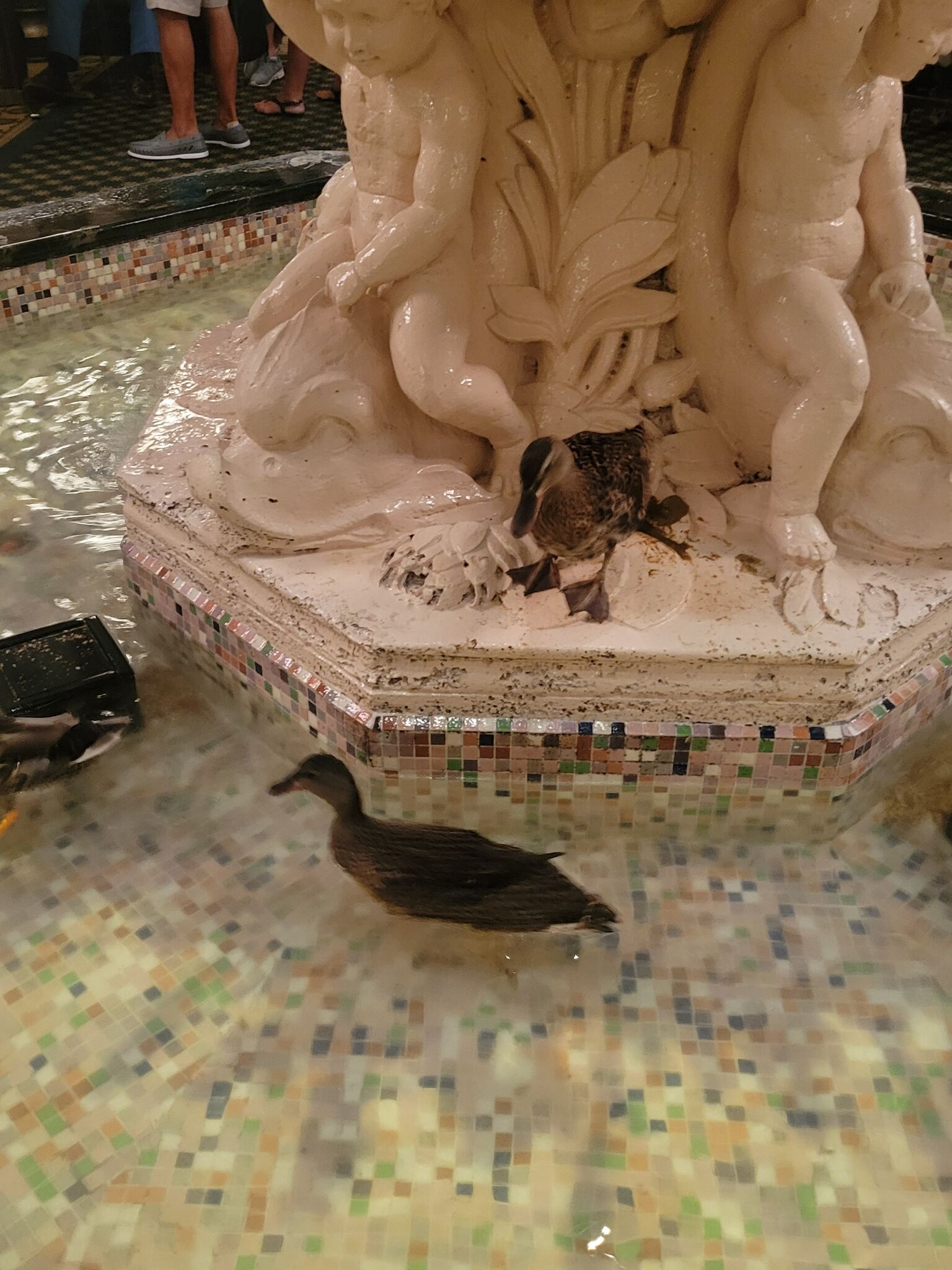 Peabody Ducks
